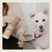 Fresh Dog